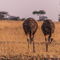 Tarangire NP